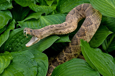 Snake with fangs showing